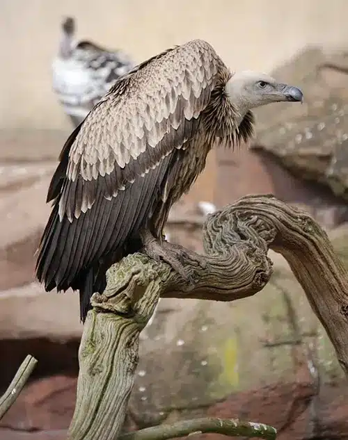 7 Vulture Spiritual Meanings: A Sign of Death, Rebirth, and Protection 1 spiritual meaning of vulture