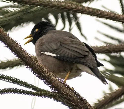 symbolism of myna bird