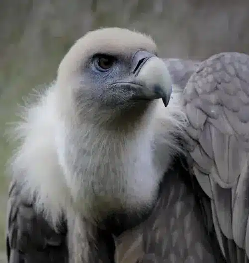 Vulture Spirit Animal: 9 Meanings and Interpretations 2 vulture as a spirit animal meaning