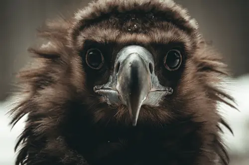 7 Vulture Spiritual Meanings: A Sign of Death, Rebirth, and Protection 4 vulture in dreams