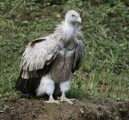 vulture in native american and greek mythology