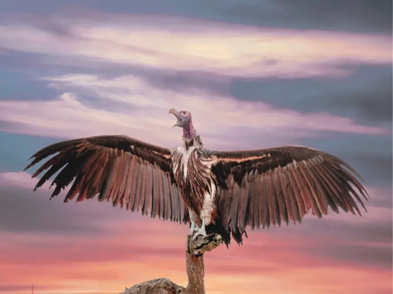 vulture interpretation and meaning