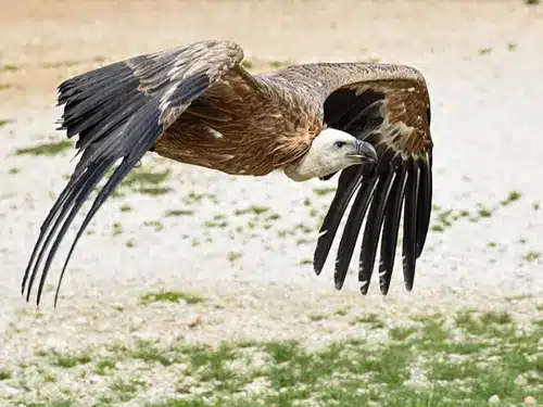 vulture power animal flying