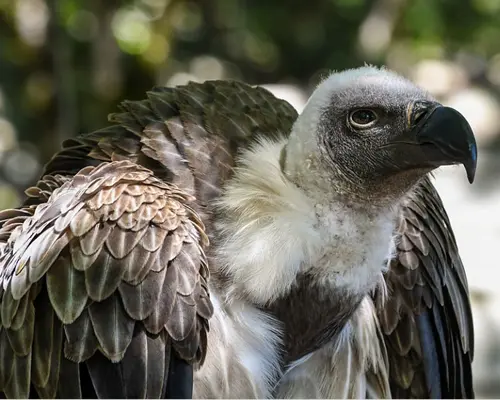 Vulture Symbolism and Meaning 1 vulture symbolism