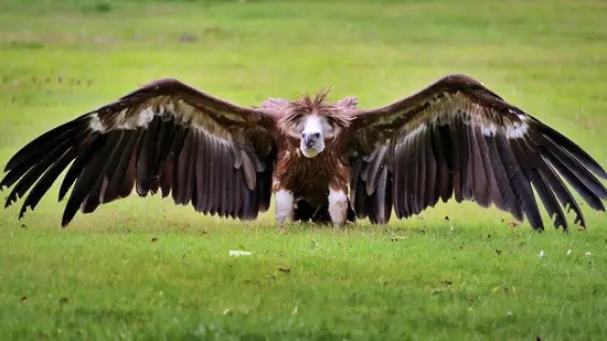 vulture turkey - Bad Luck and Danger