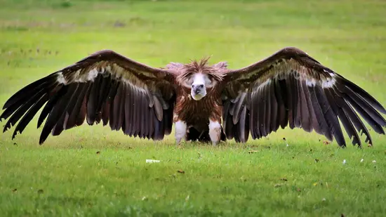 Vulture Symbolism and Meaning 2 vulture turkey - Bad Luck and Danger