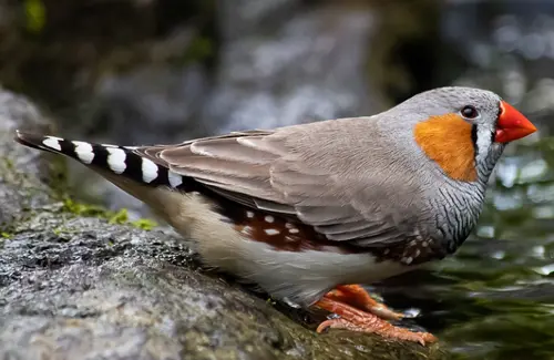 zebra finch totem animal