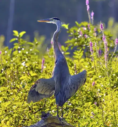 biblical meaning of blue heron