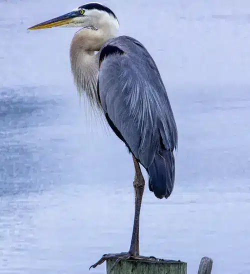 blue heron spiritual meaning