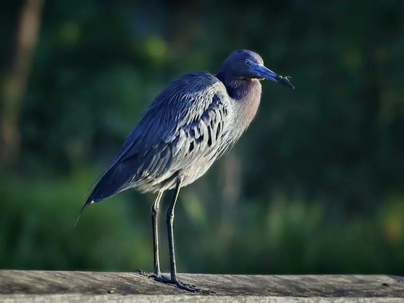 blue heron