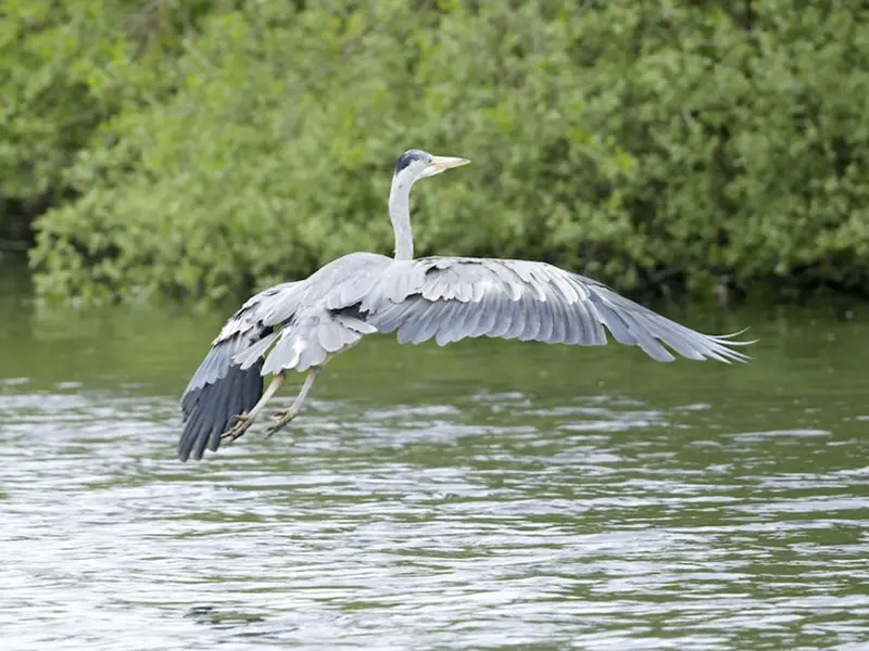 great blue heron meaning