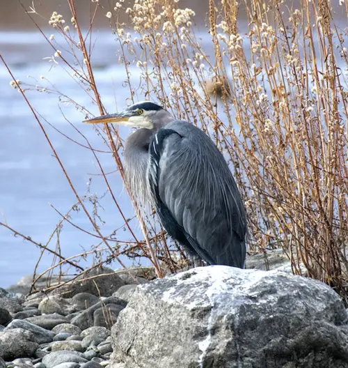 great blue heron symbolism