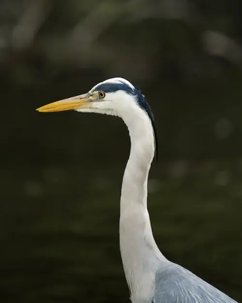 grey heron spiritual meaning and interpretation