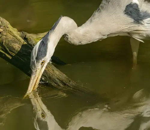 grey heron symbolism meaning