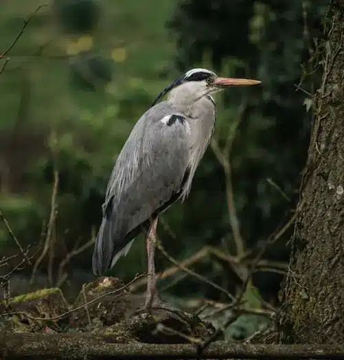 heron bird