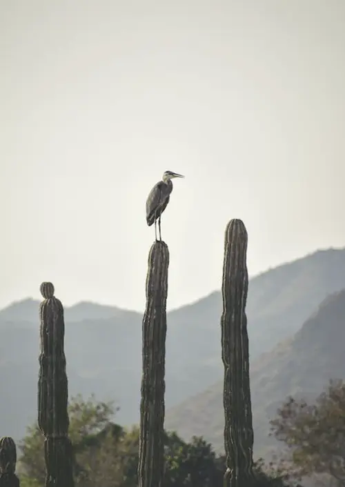 heron totem