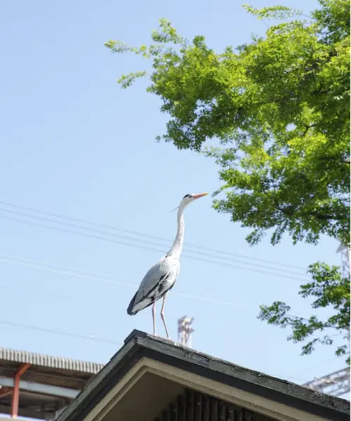 seeing a grey heron what does it mean