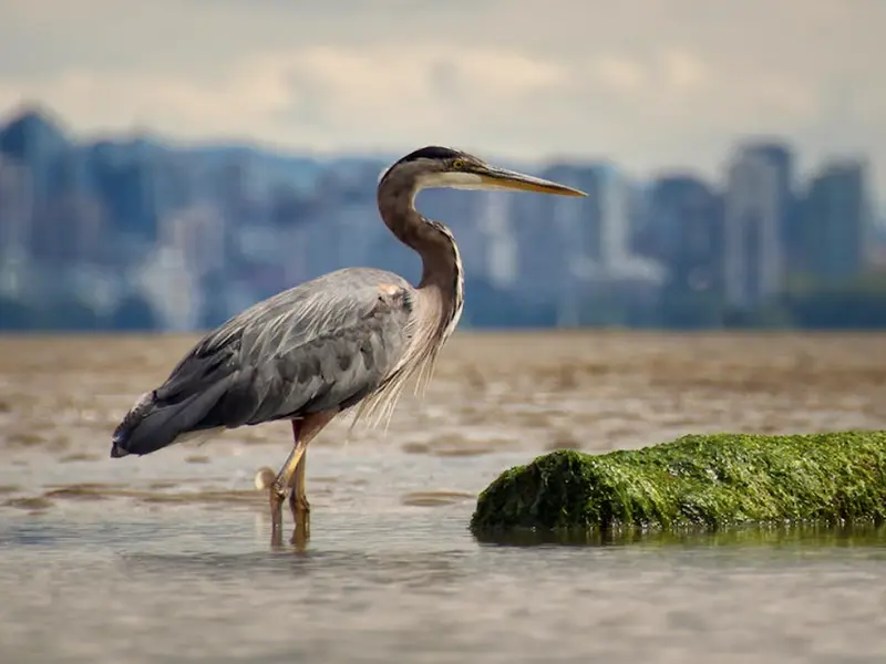 spiritual heron