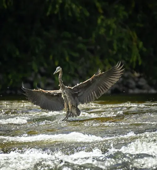 spiritual meaning of heron bird