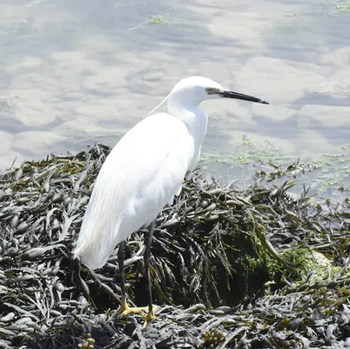 spiritual meaning of white heron