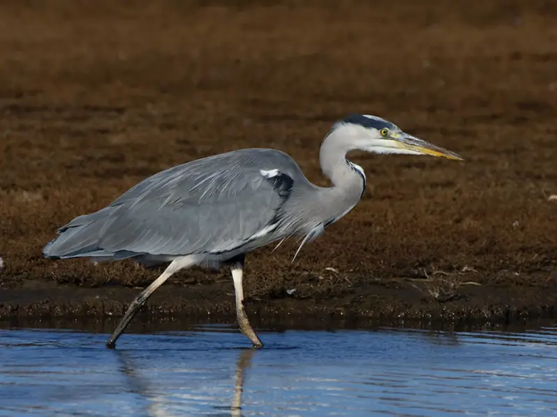 symbolism of grey heron