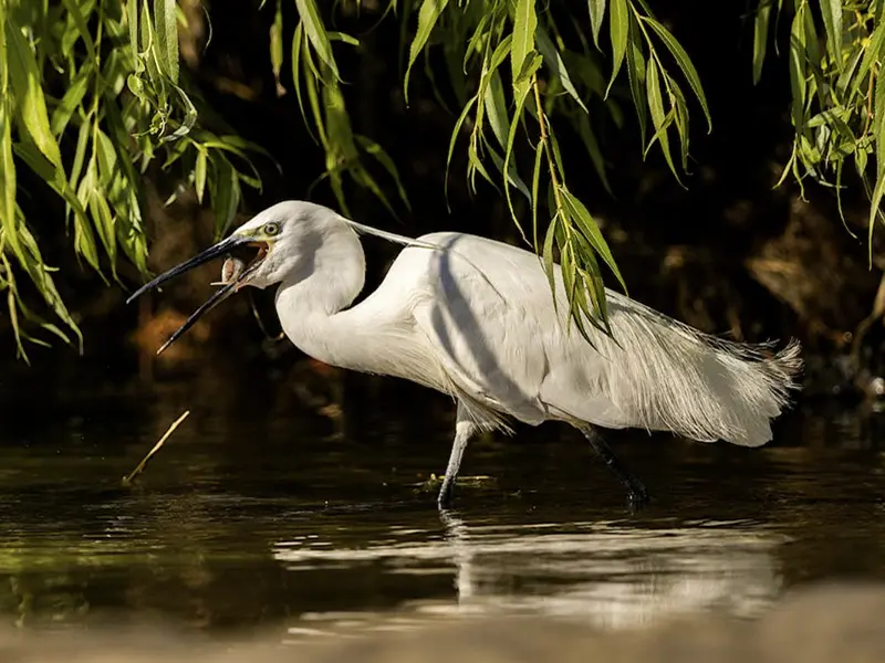 symbolism of white heron