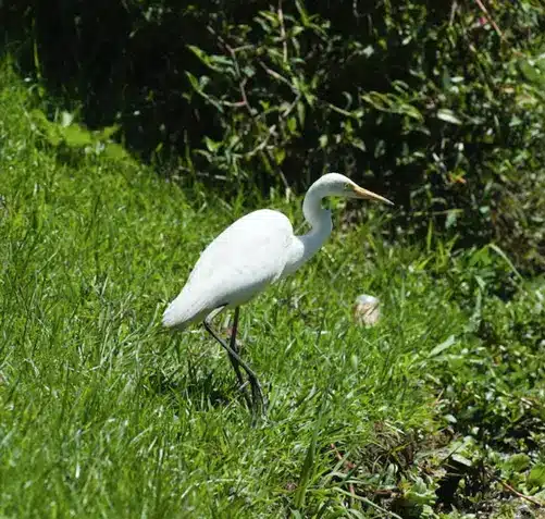 walking white heron in dreams