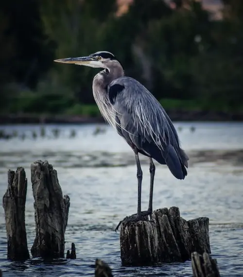 what does great blue heron symbolize
