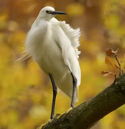 white heron bird spiritually
