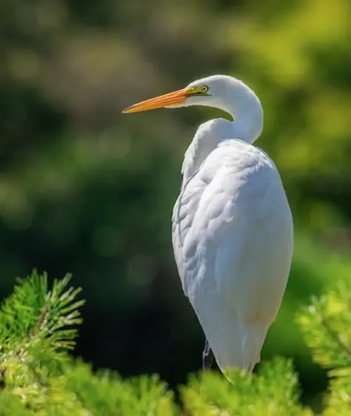 white heron symbolism