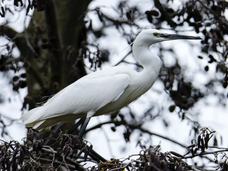 white heron