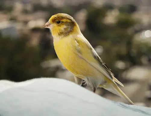 biblical meaning of yellow birds