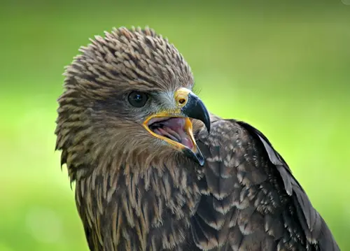 falcon totem spirit animal