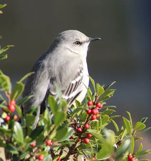 mockingbird symbolism