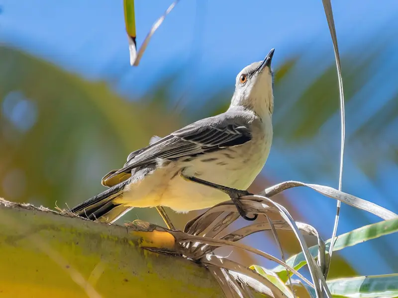 mockingbird on the tree