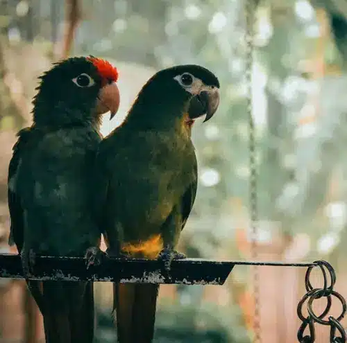 parrot spiritual meaning