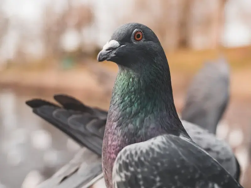 pigeon birds meaning