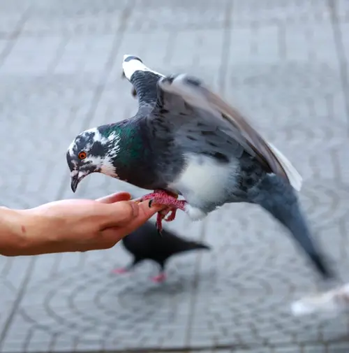 pigeon symbolism and interpretation