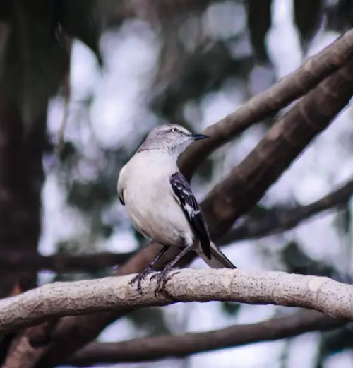 mockingbird spirit animal totem