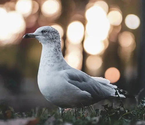 spiritual meaning of white bird