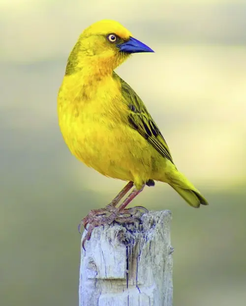 spiritual meaning of yellow bird