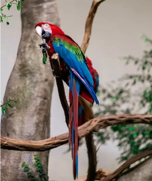 symbolism of parrots