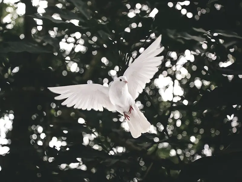 white bird flying