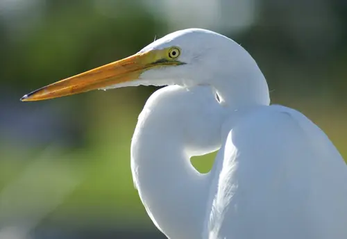 white crane spiritual meaning