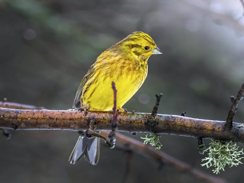 yellow bird