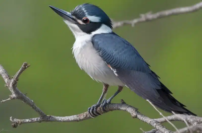 Belted Kingfisher Symbolism