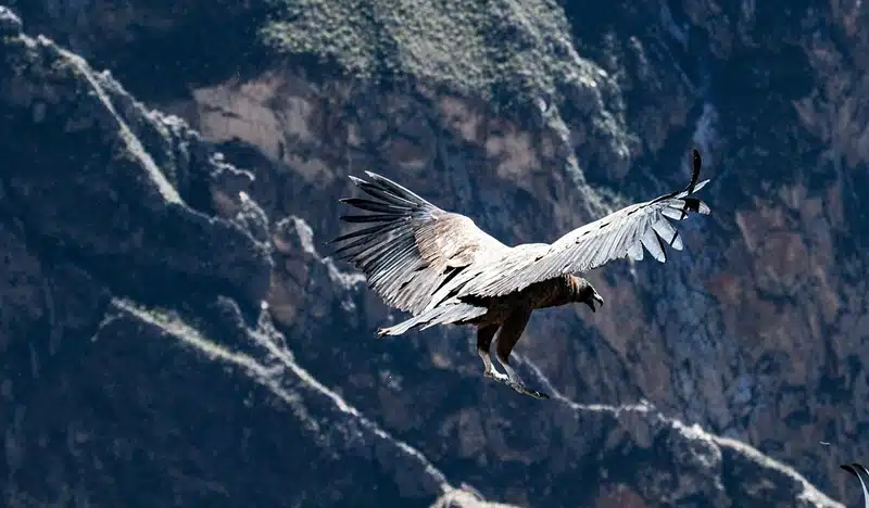Condor Symbolism Meaning