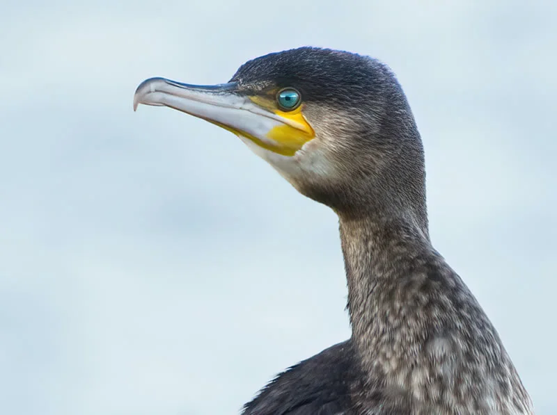 Cormorant meaning in mythology