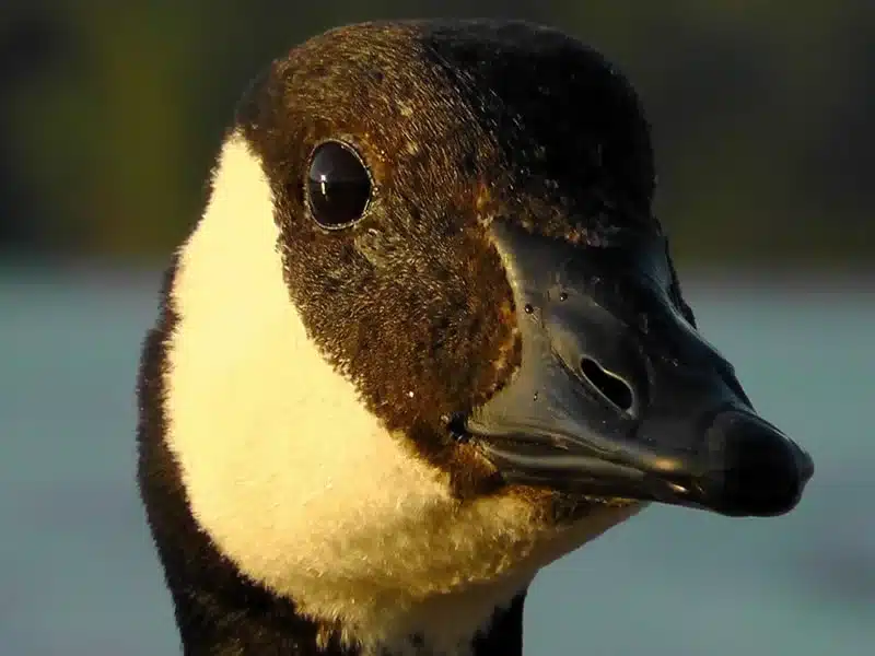 Duck Spiritual meaning and symbolism