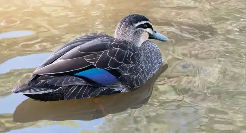 Duck Spiritual Meaning and Symbolism: Totem and Spirit Animal 1 Duck spiritual meaning